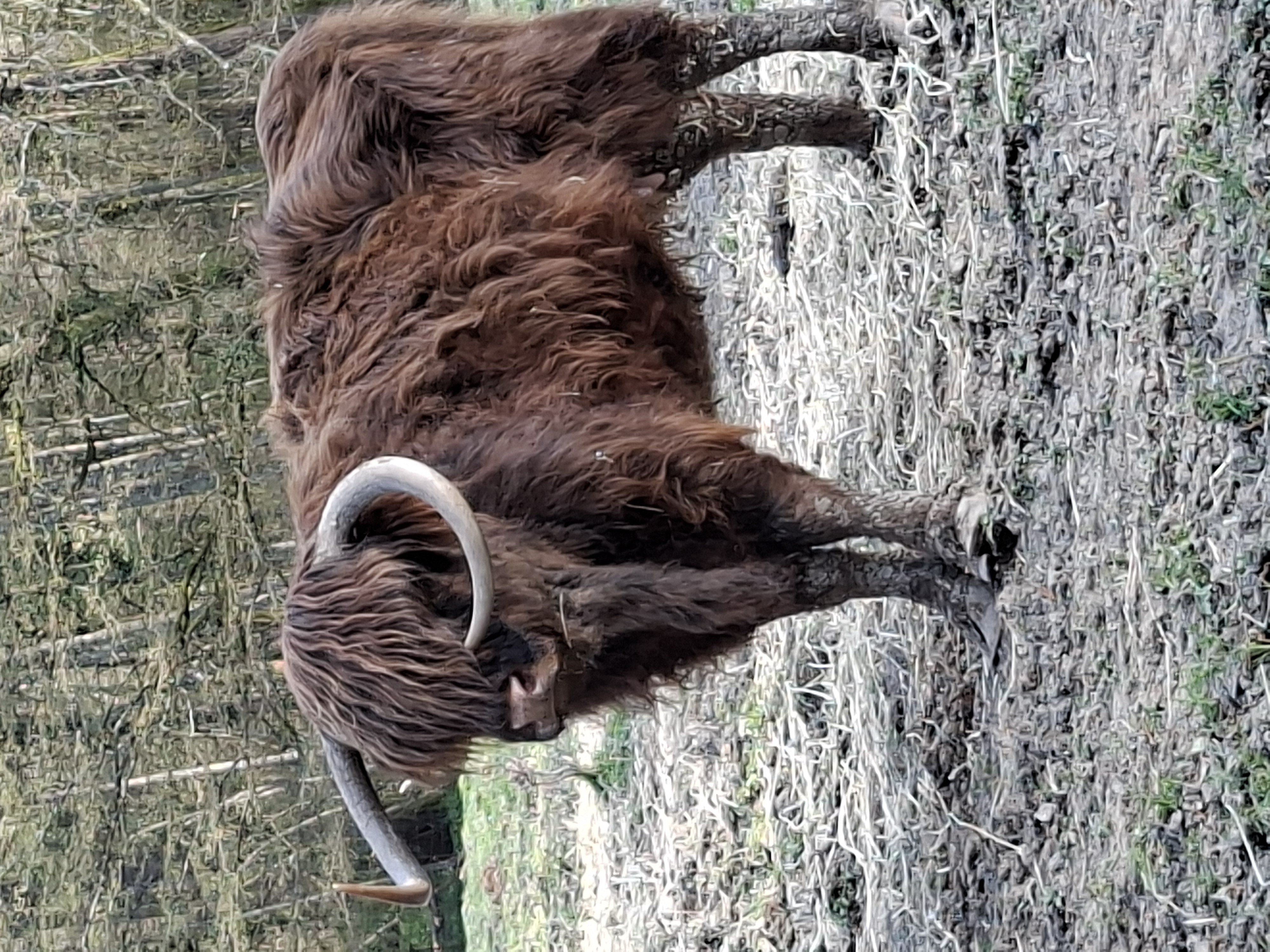 Au détour d'un chemin, Vaches Highland